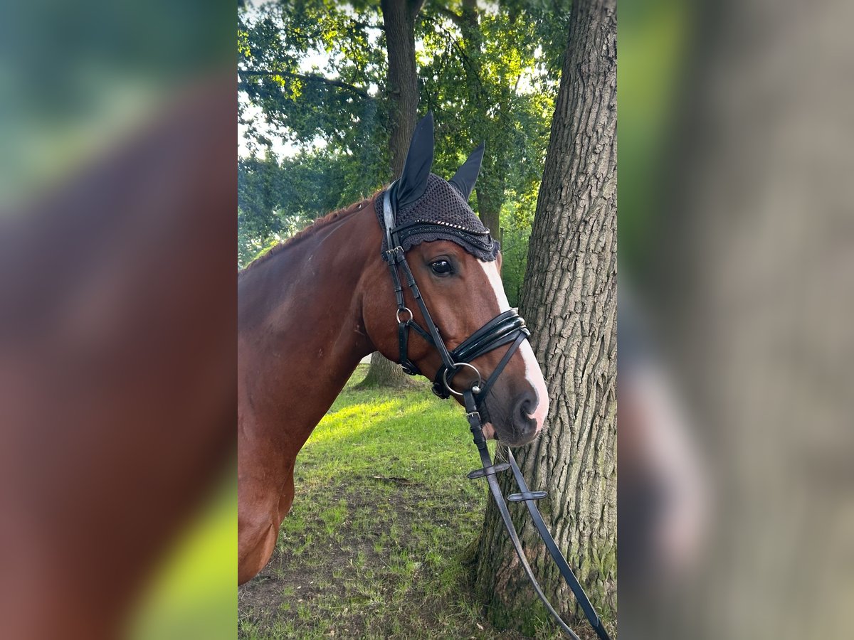 KWPN Wallach 6 Jahre 175 cm Fuchs in Munster