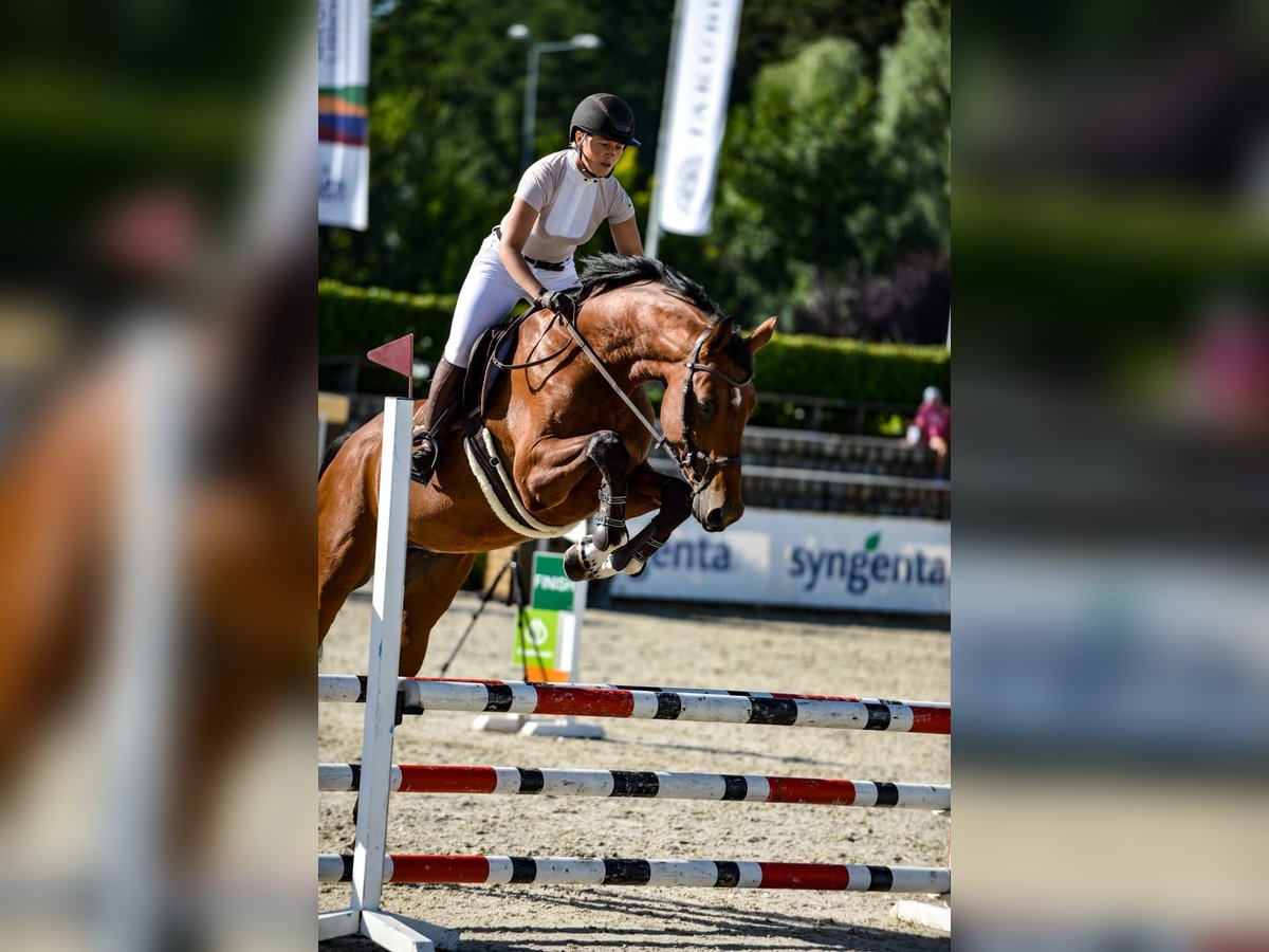 KWPN Wallach 6 Jahre 175 cm Rotbrauner in Kaczenice