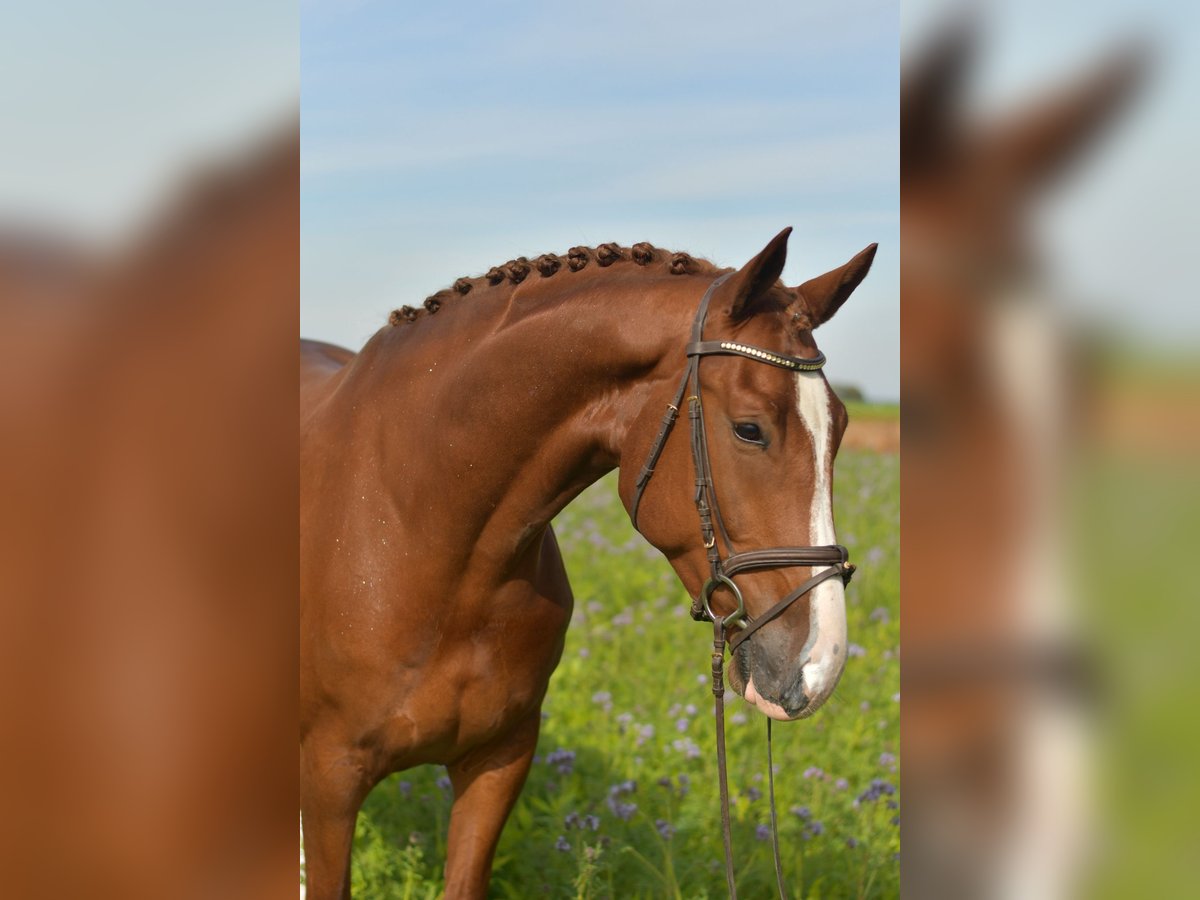 KWPN Wallach 6 Jahre 178 cm Fuchs in Geilenkirchen