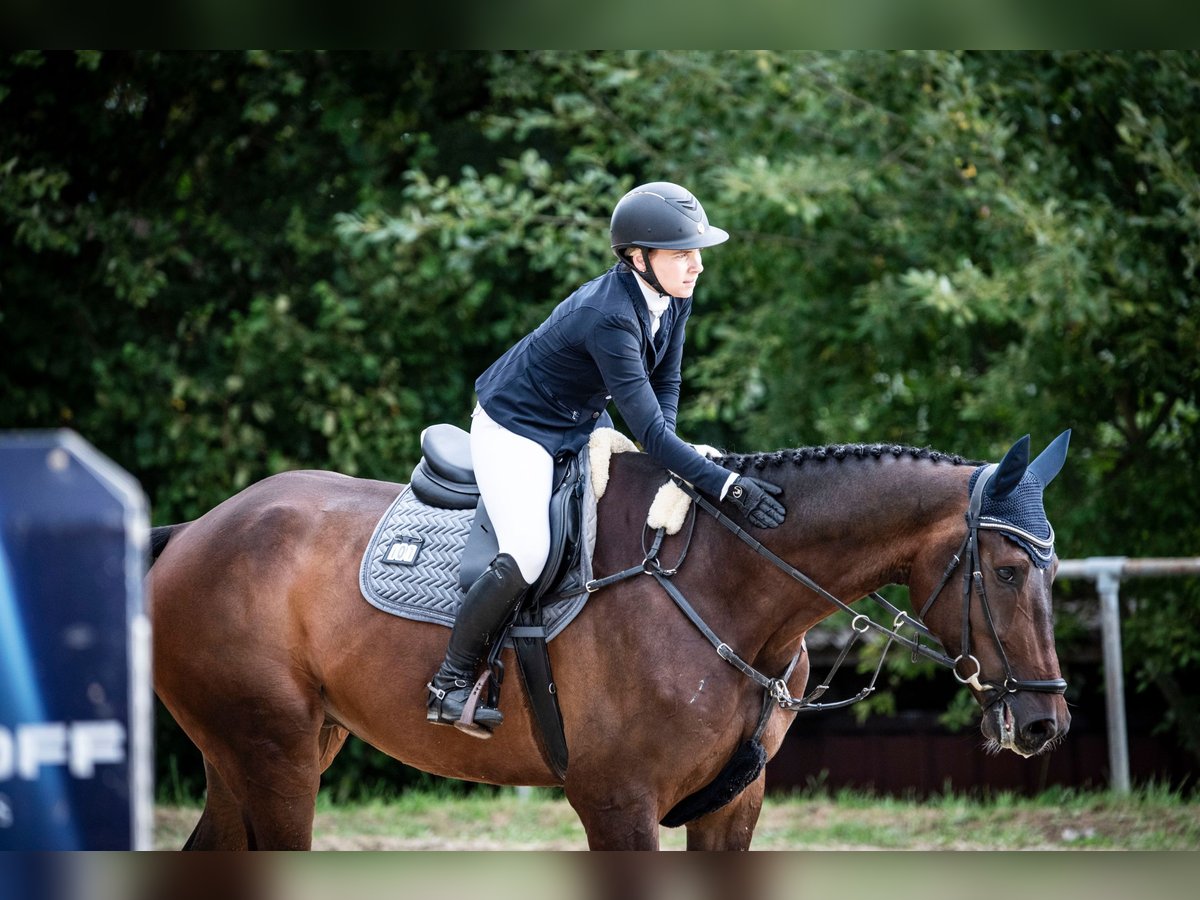 KWPN Wallach 6 Jahre 184 cm Brauner in Wipperf&#xFC;rth