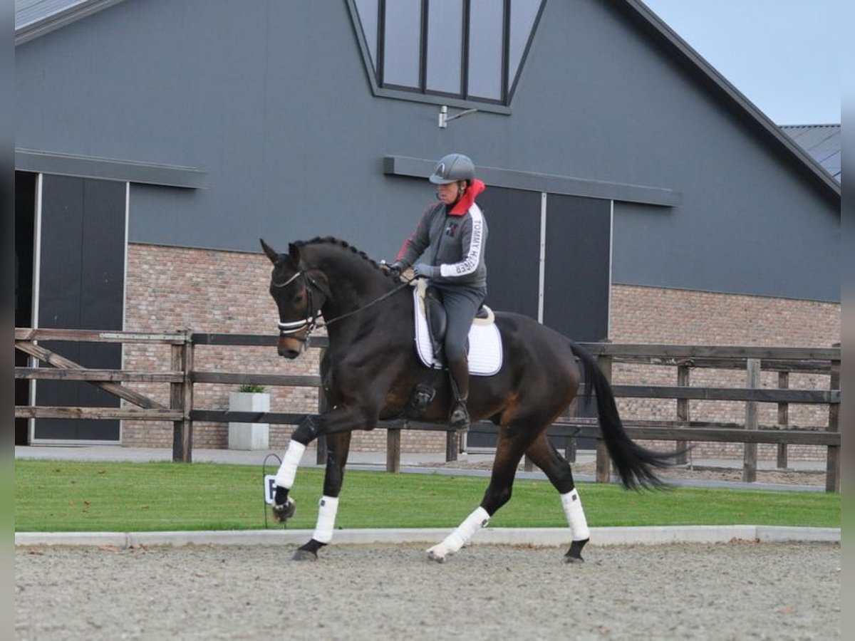 KWPN Wallach 6 Jahre 184 cm Dunkelbrauner in Lunteren