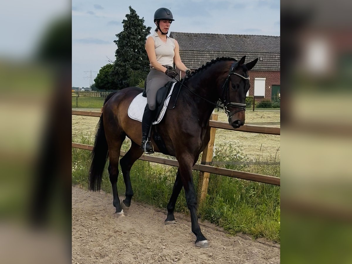 KWPN Wallach 6 Jahre 187 cm Dunkelbrauner in OirloOirlo