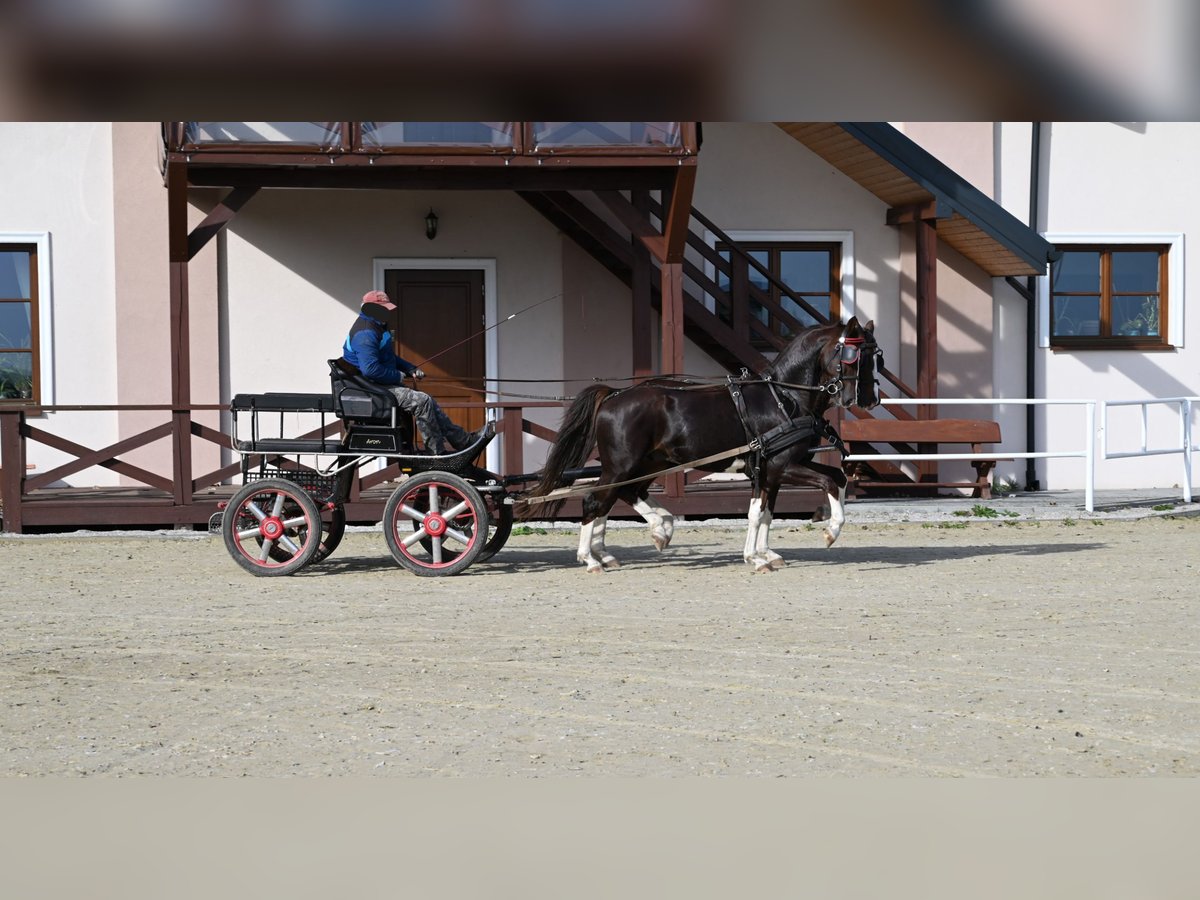 KWPN Wallach 6 Jahre Fuchs in Je&#x17C;&#xF3;w