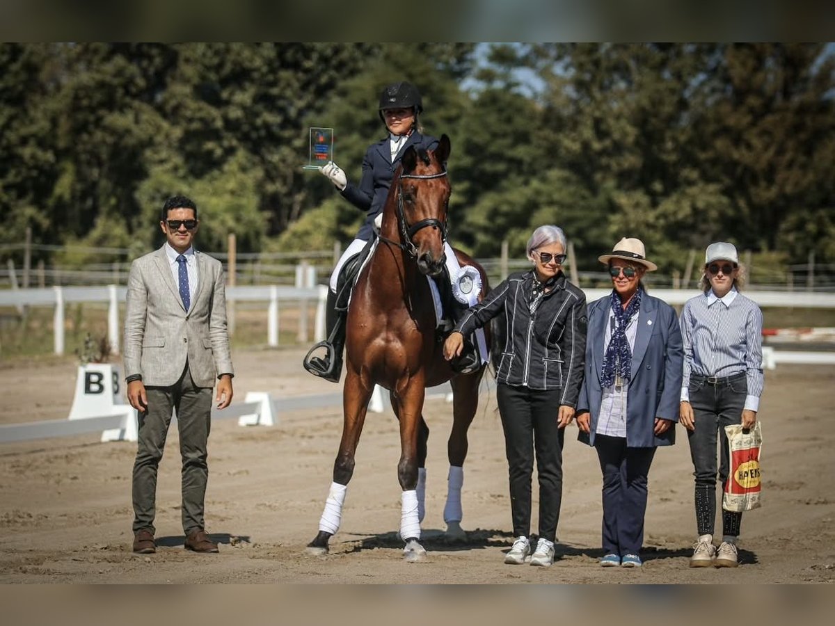 KWPN Wallach 6 Jahre Rotbrauner in Zagreb