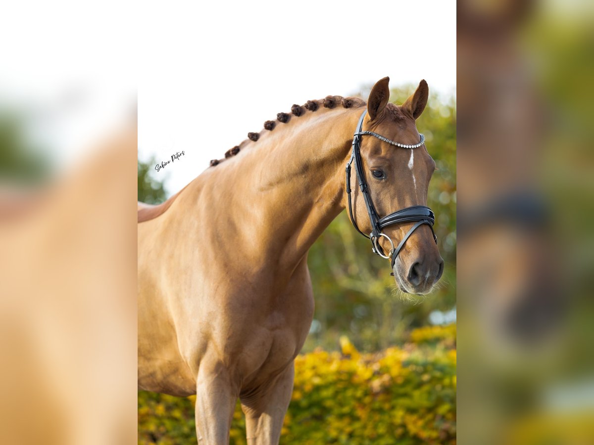 KWPN Wallach 7 Jahre 167 cm Fuchs in Goch