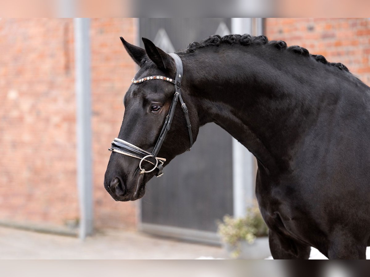 KWPN Wallach 7 Jahre 167 cm Rappe in Berlin