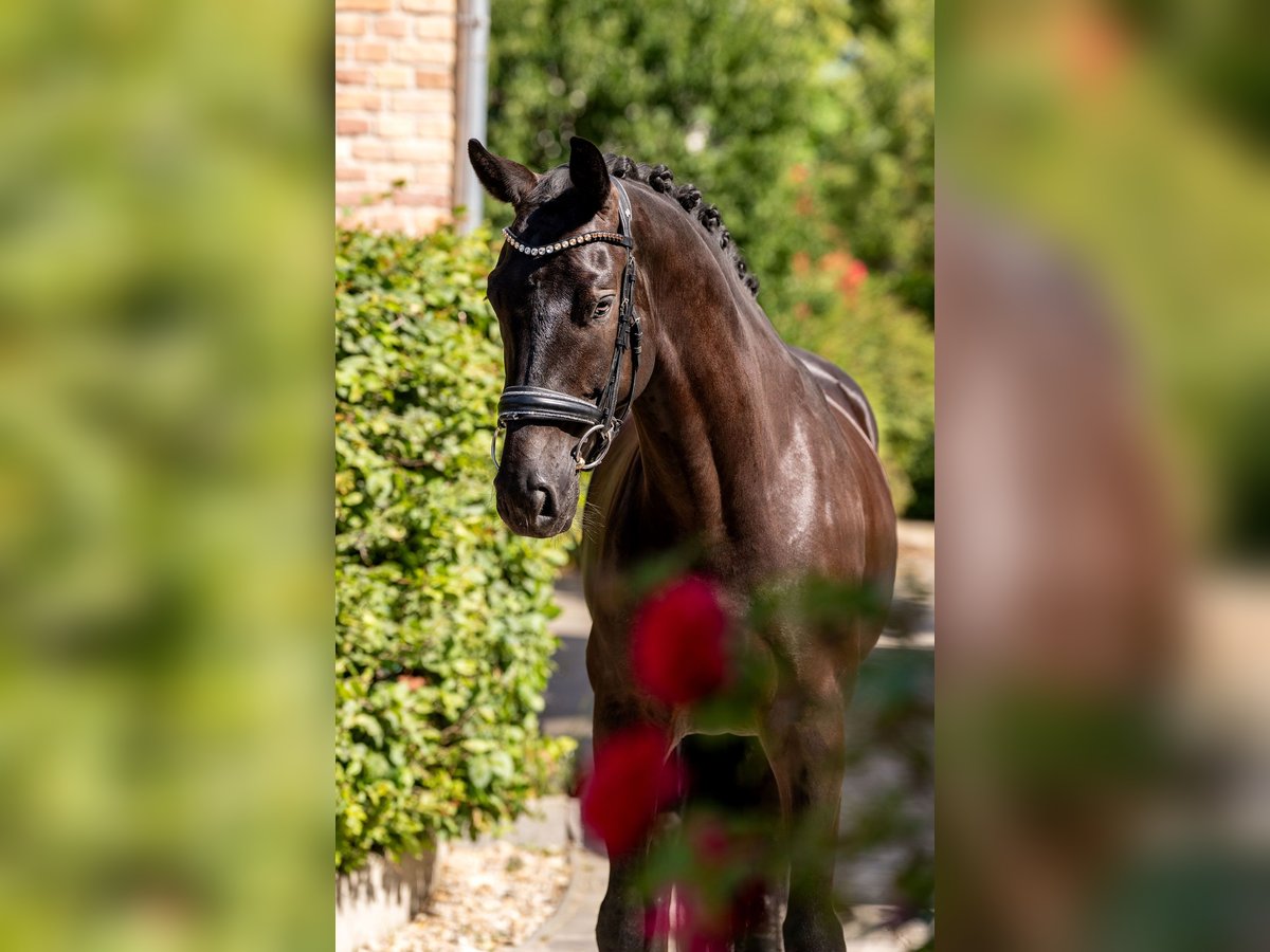 KWPN Wallach 7 Jahre 167 cm Rappe in Berlin