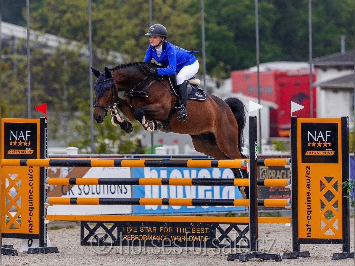 KWPN Wallach 7 Jahre 168 cm Brauner in Region Prag