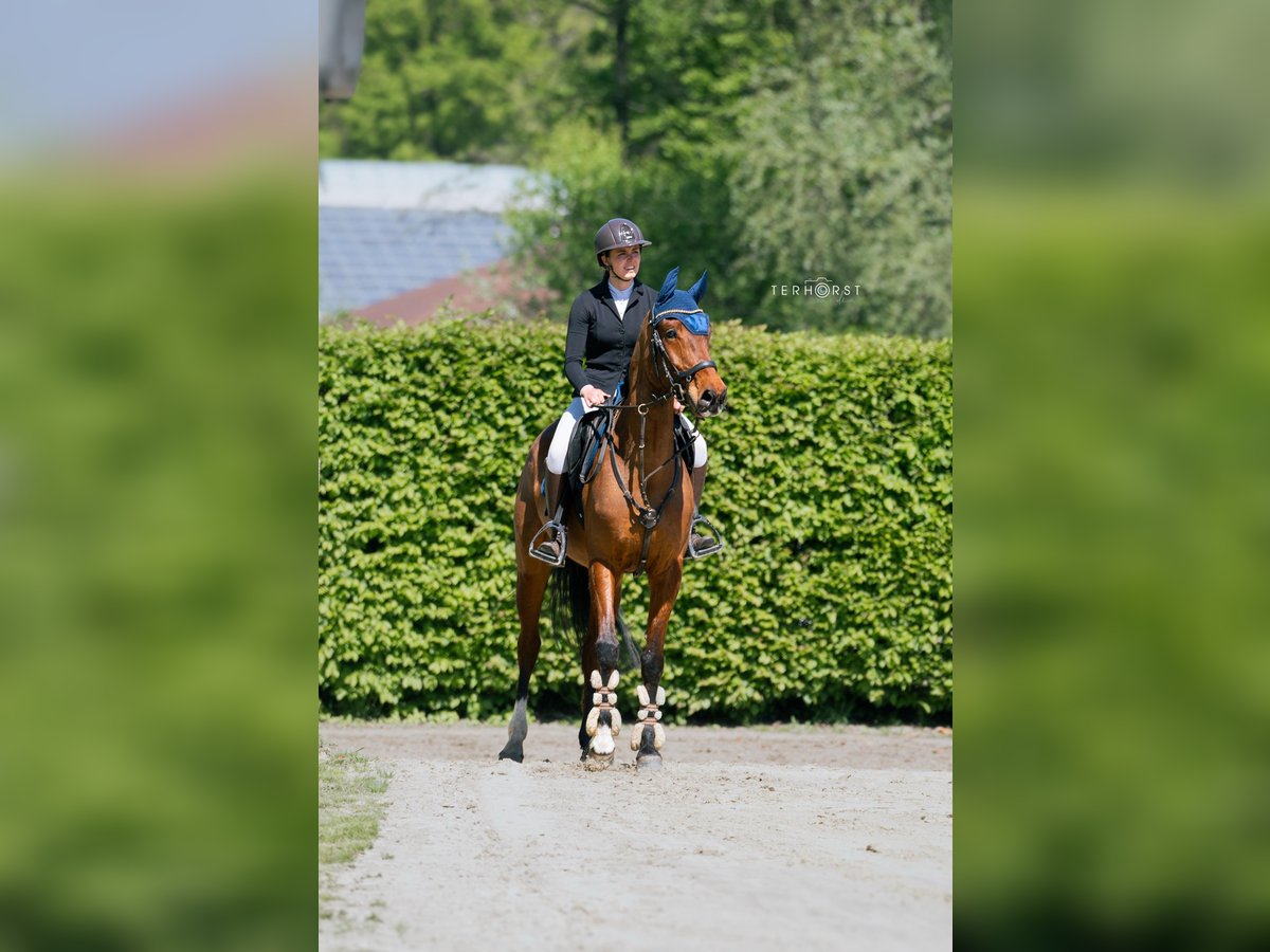 KWPN Wallach 7 Jahre 168 cm Brauner in Oer-Erkenschwick