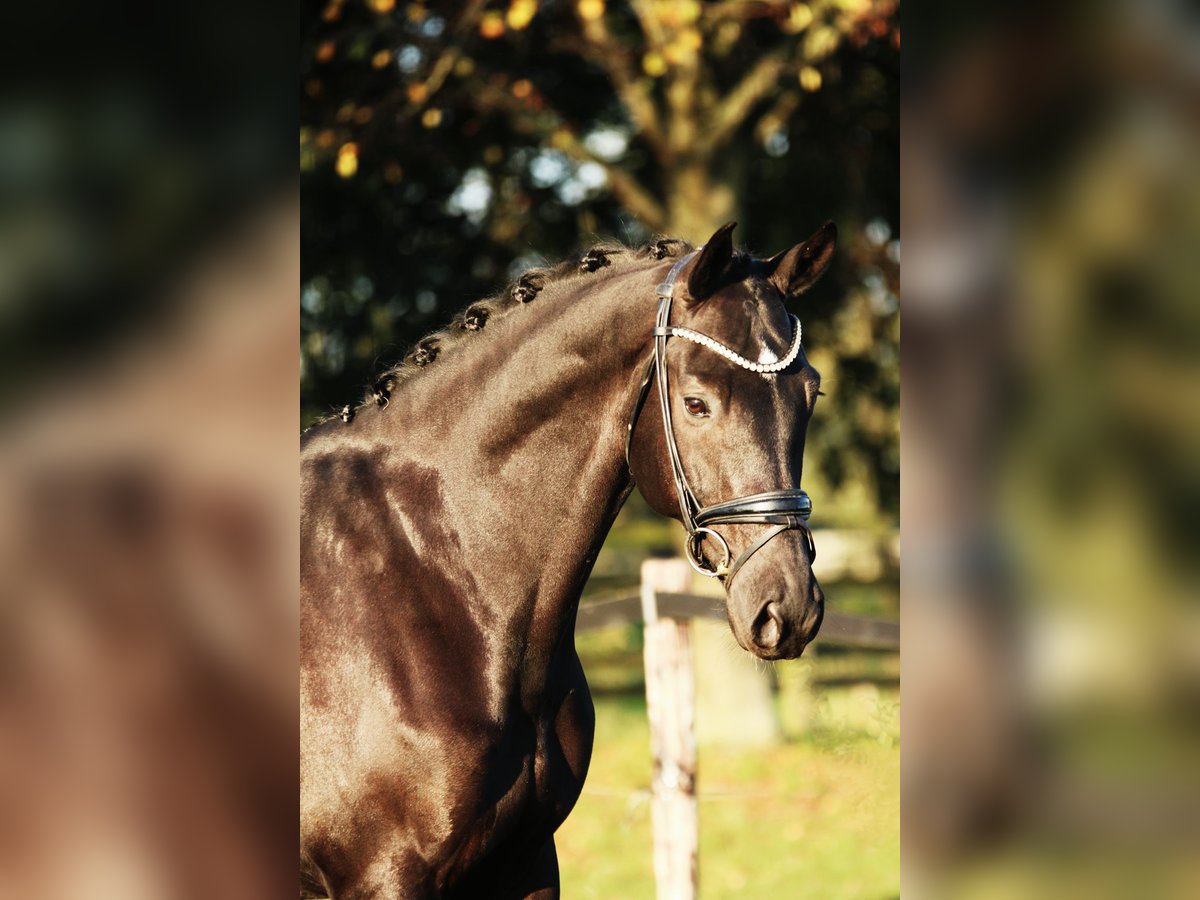 KWPN Wallach 7 Jahre 168 cm Rappe in Xanten