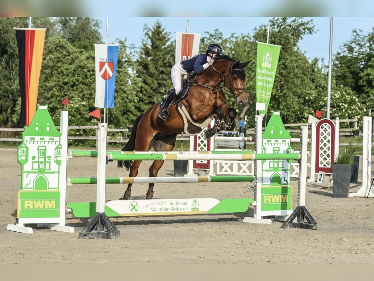 KWPN, Wallach in Werne