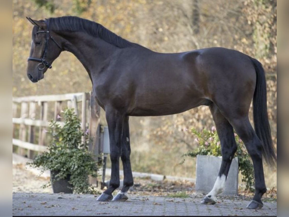 KWPN Wallach 7 Jahre 170 cm Dunkelbrauner in Novazzano