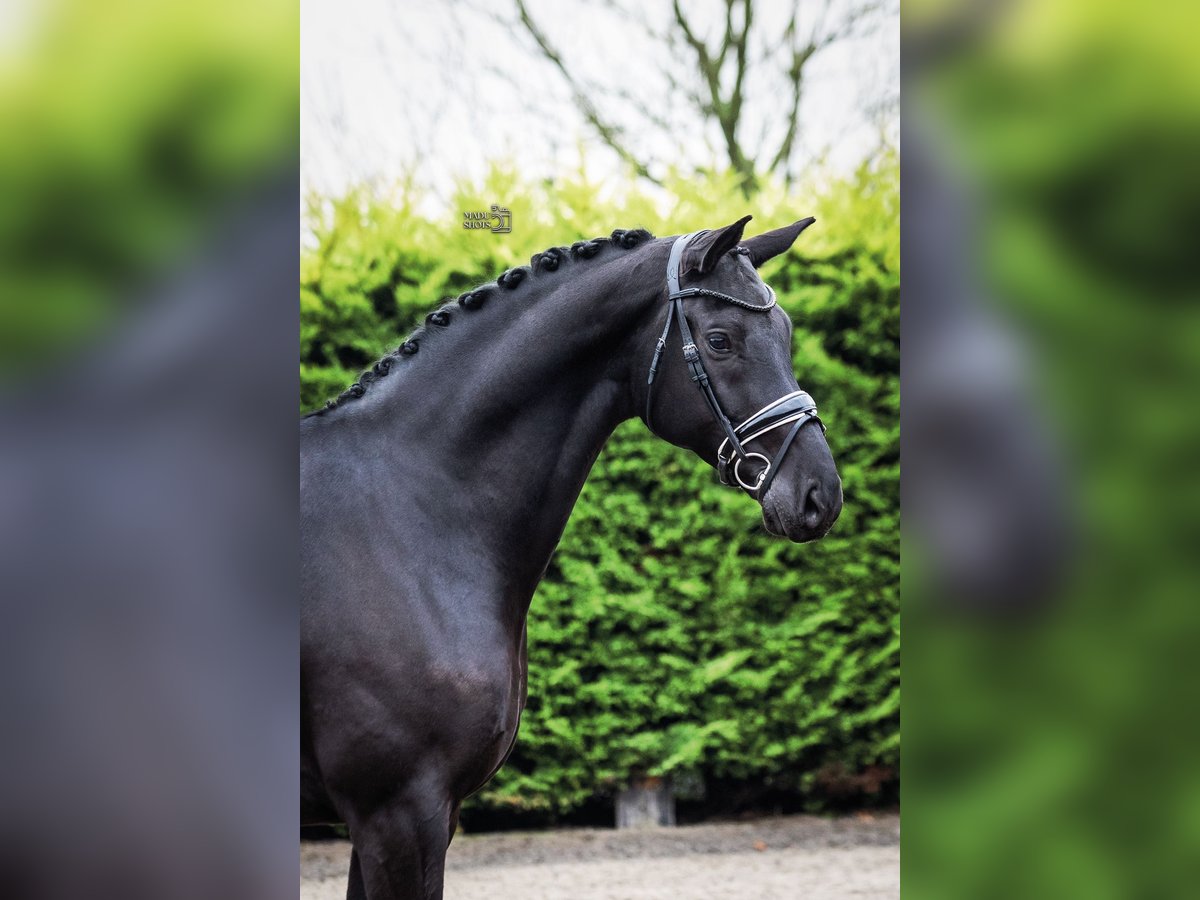 KWPN Wallach 7 Jahre 171 cm Rappe in Goch