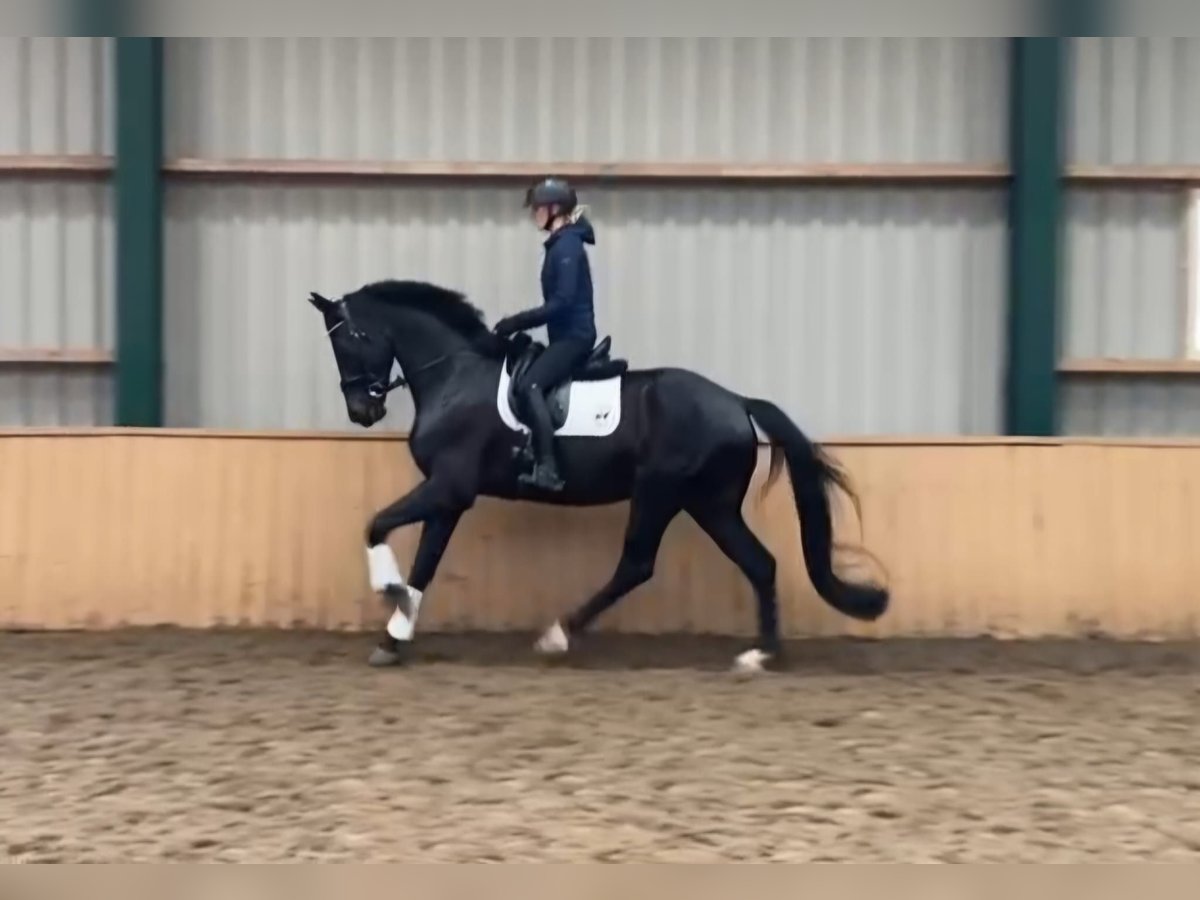 KWPN Wallach 7 Jahre 171 cm Schwarzbrauner in Etten-Leur