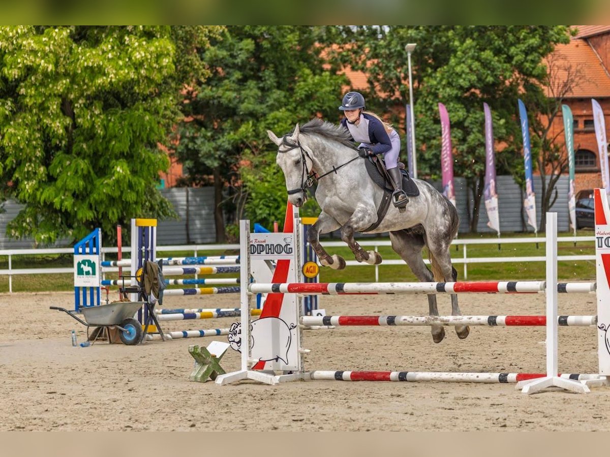 KWPN Wallach 7 Jahre 172 cm Schimmel in P&#x119;powo