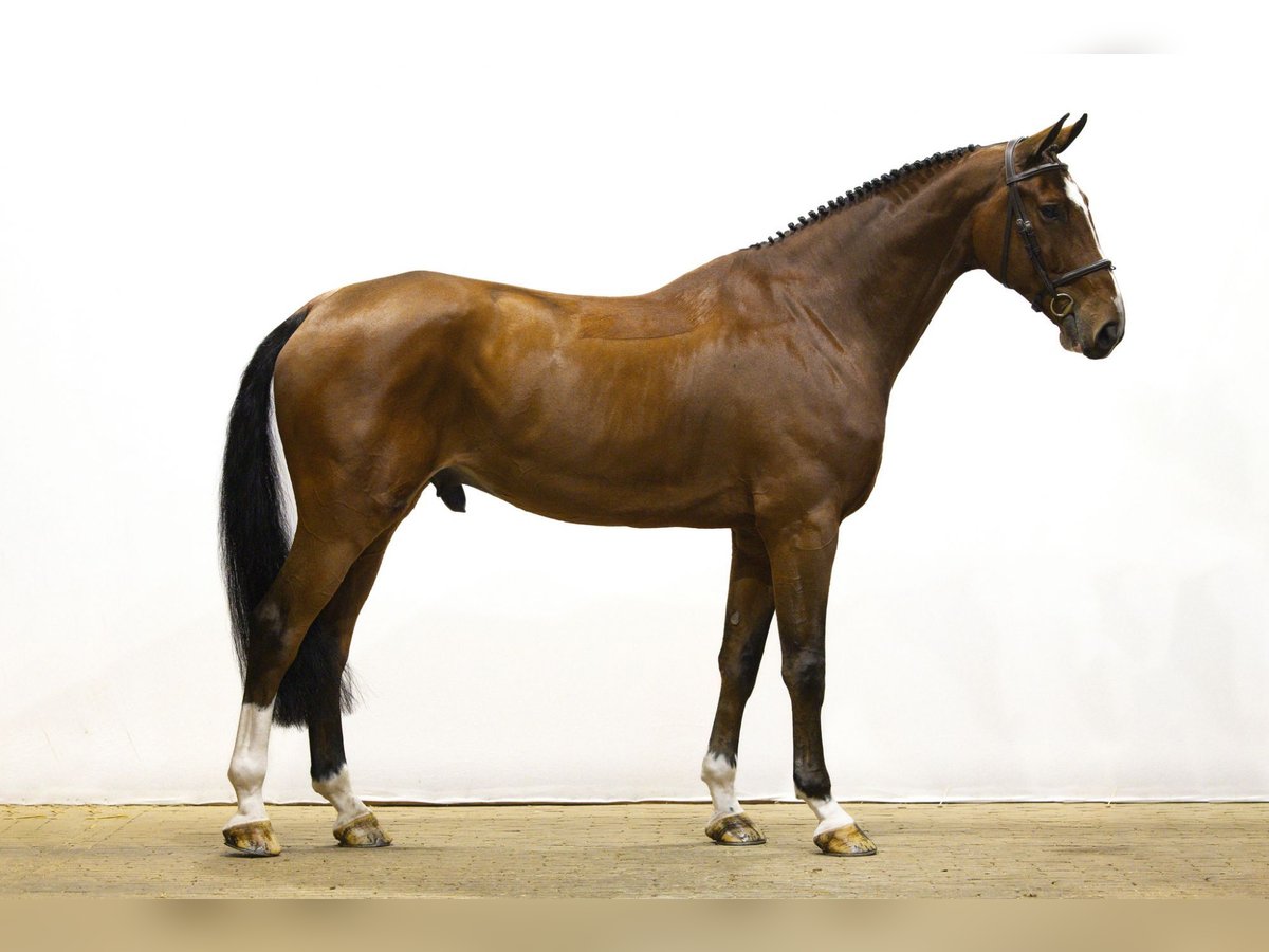 KWPN Wallach 7 Jahre 175 cm Brauner in Waddinxveen