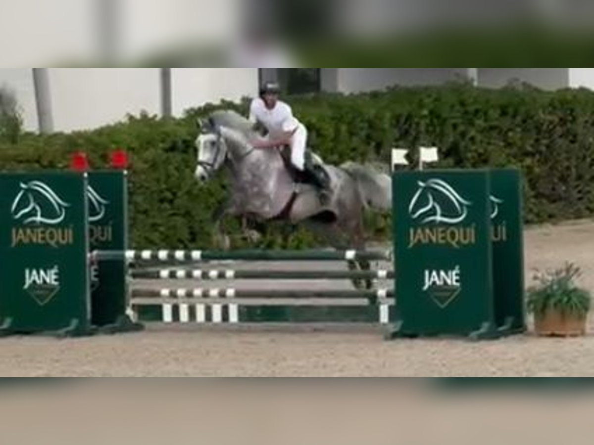 KWPN Wallach 7 Jahre 176 cm Schimmel in Lleida