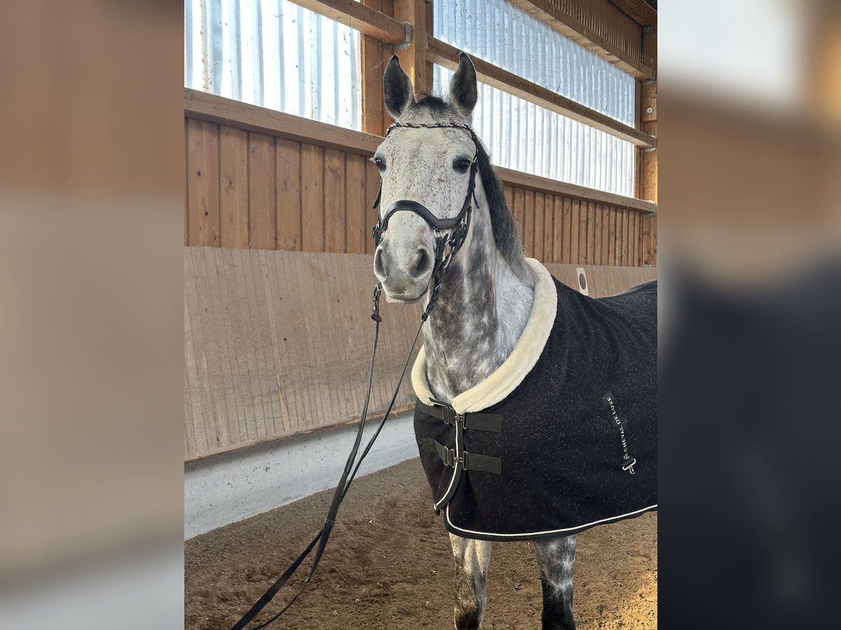 KWPN Wallach 8 Jahre 165 cm Apfelschimmel in Urspring