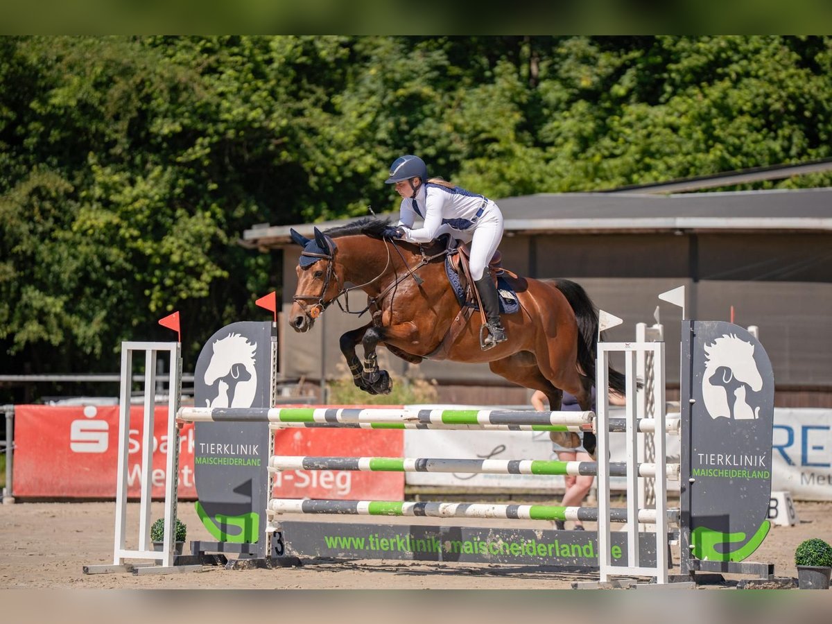KWPN Wallach 8 Jahre 167 cm Dunkelbrauner in Bad Marienberg