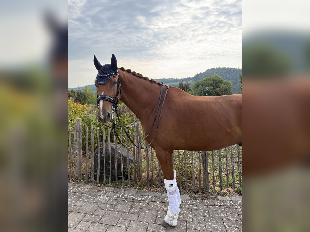 KWPN, Wallach in Haiger
