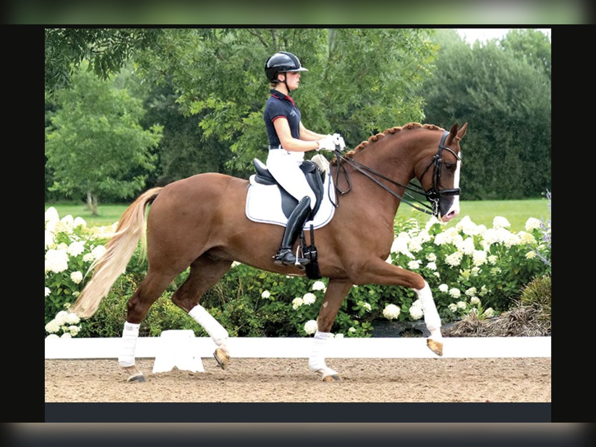 KWPN Wallach 8 Jahre 168 cm Fuchs in Asperen