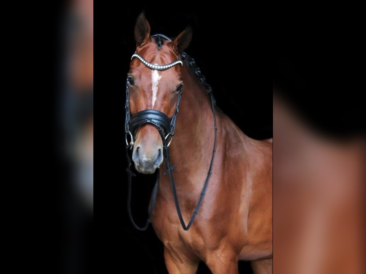 KWPN Wallach 8 Jahre 169 cm Brauner in Oud Gastel