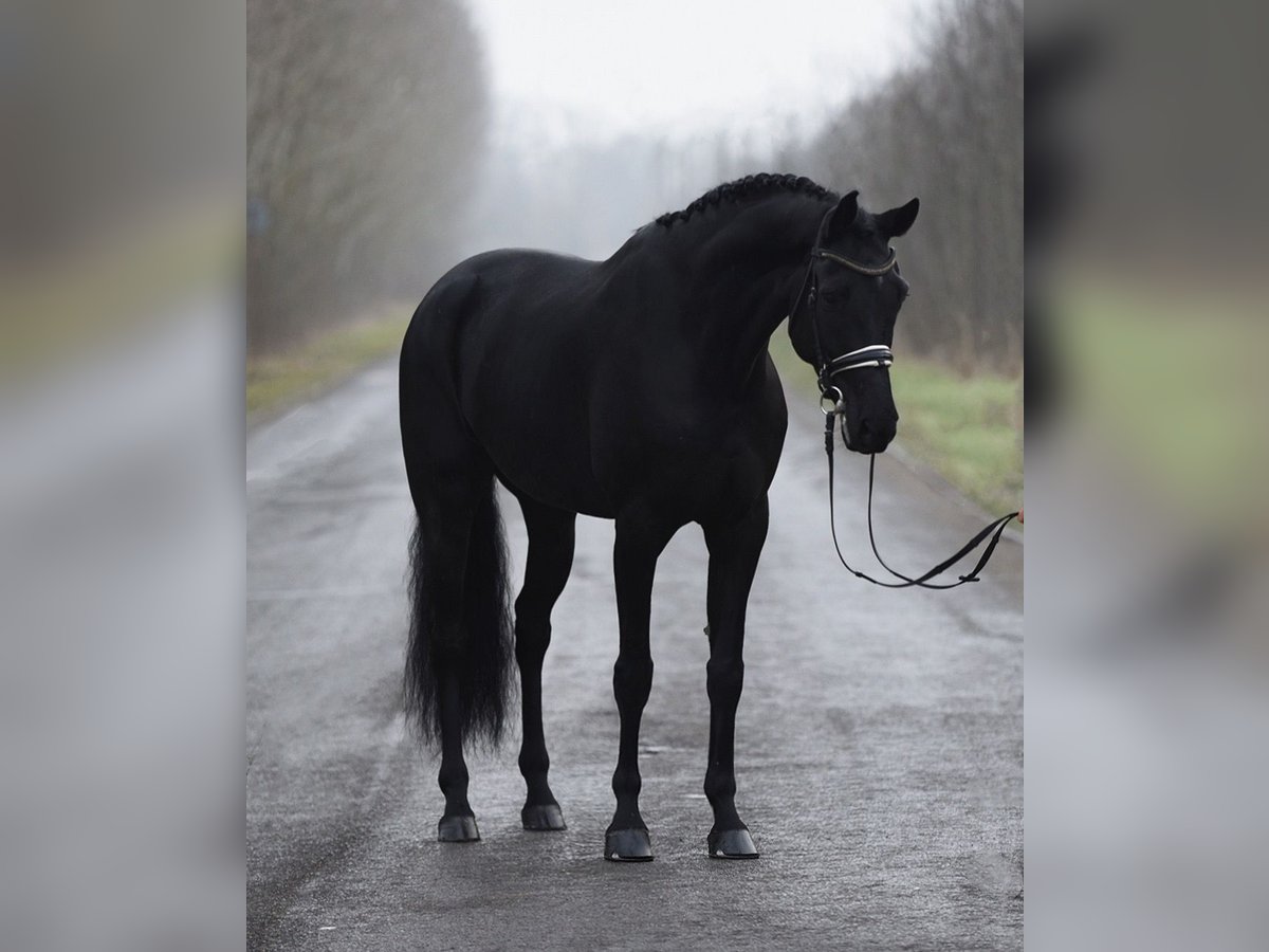 KWPN Wallach 8 Jahre 170 cm Rappe in Baracs