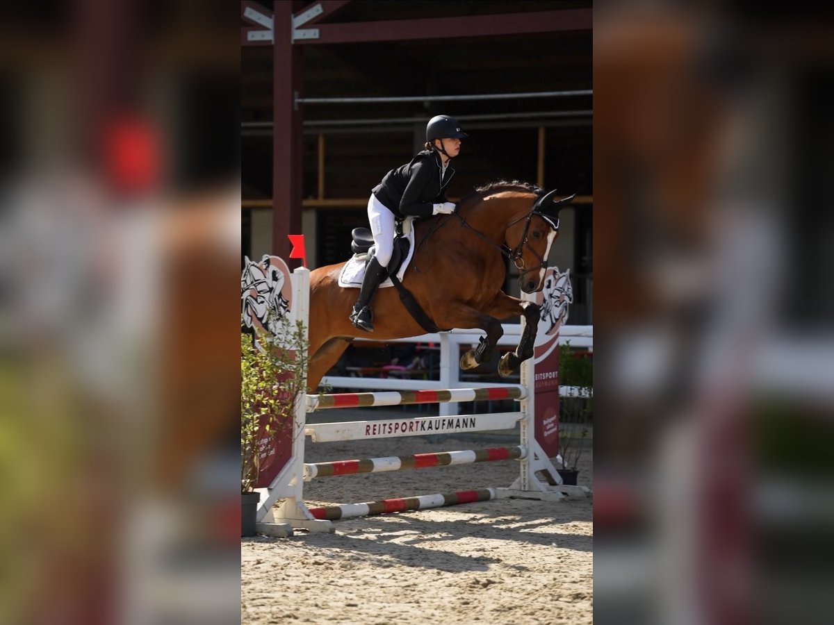 KWPN, Wallach in Ettenheim