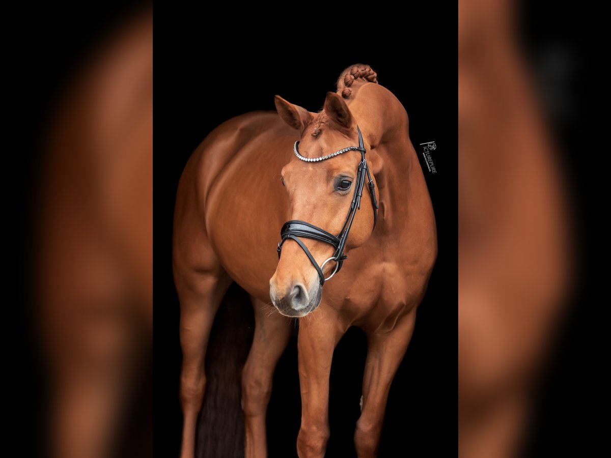 KWPN Wallach 8 Jahre 172 cm Fuchs in Goch