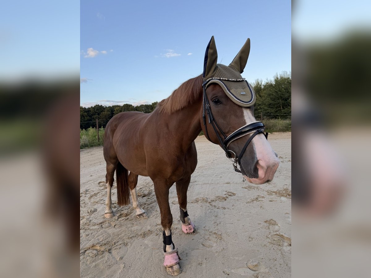 KWPN Wallach 8 Jahre 177 cm Fuchs in Rheine