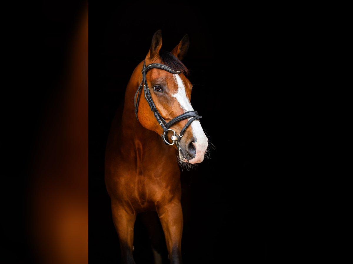 KWPN Wallach 8 Jahre 178 cm Brauner in Angerlo