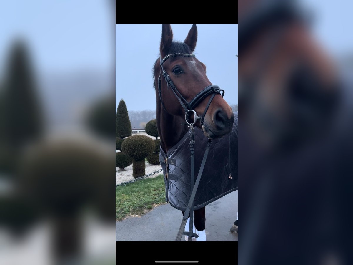 KWPN Wallach 8 Jahre 180 cm Brauner in Hürth KWPN Wallach 8 Jahre 180 cm Brauner in Hürth