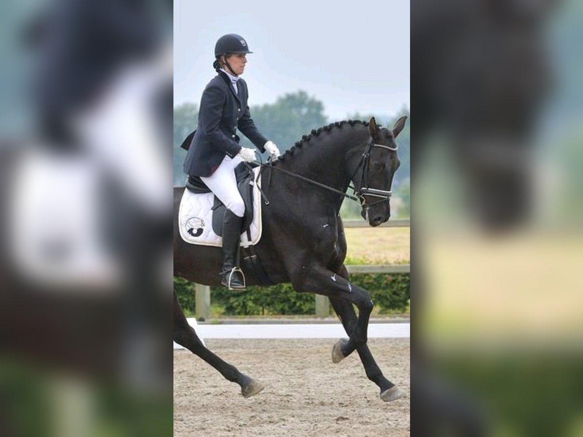 KWPN Wallach 8 Jahre 180 cm Rappe in GrathGrathemem