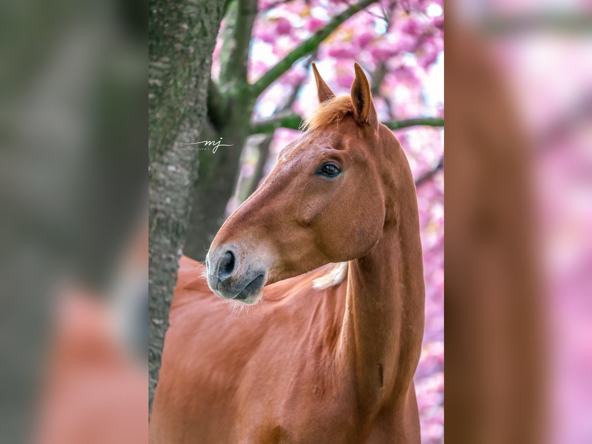 KWPN Wallach 8 Jahre 181 cm Fuchs in Klein Zundert
