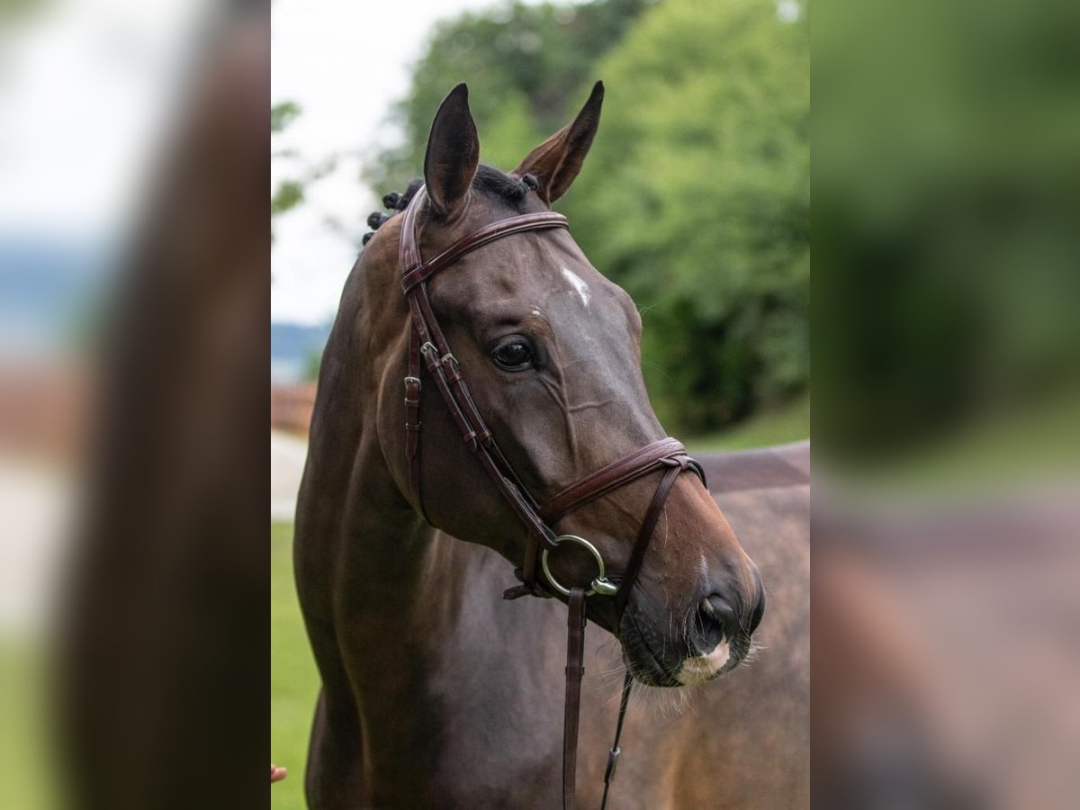 KWPN Wallach 8 Jahre Dunkelbrauner in Passau