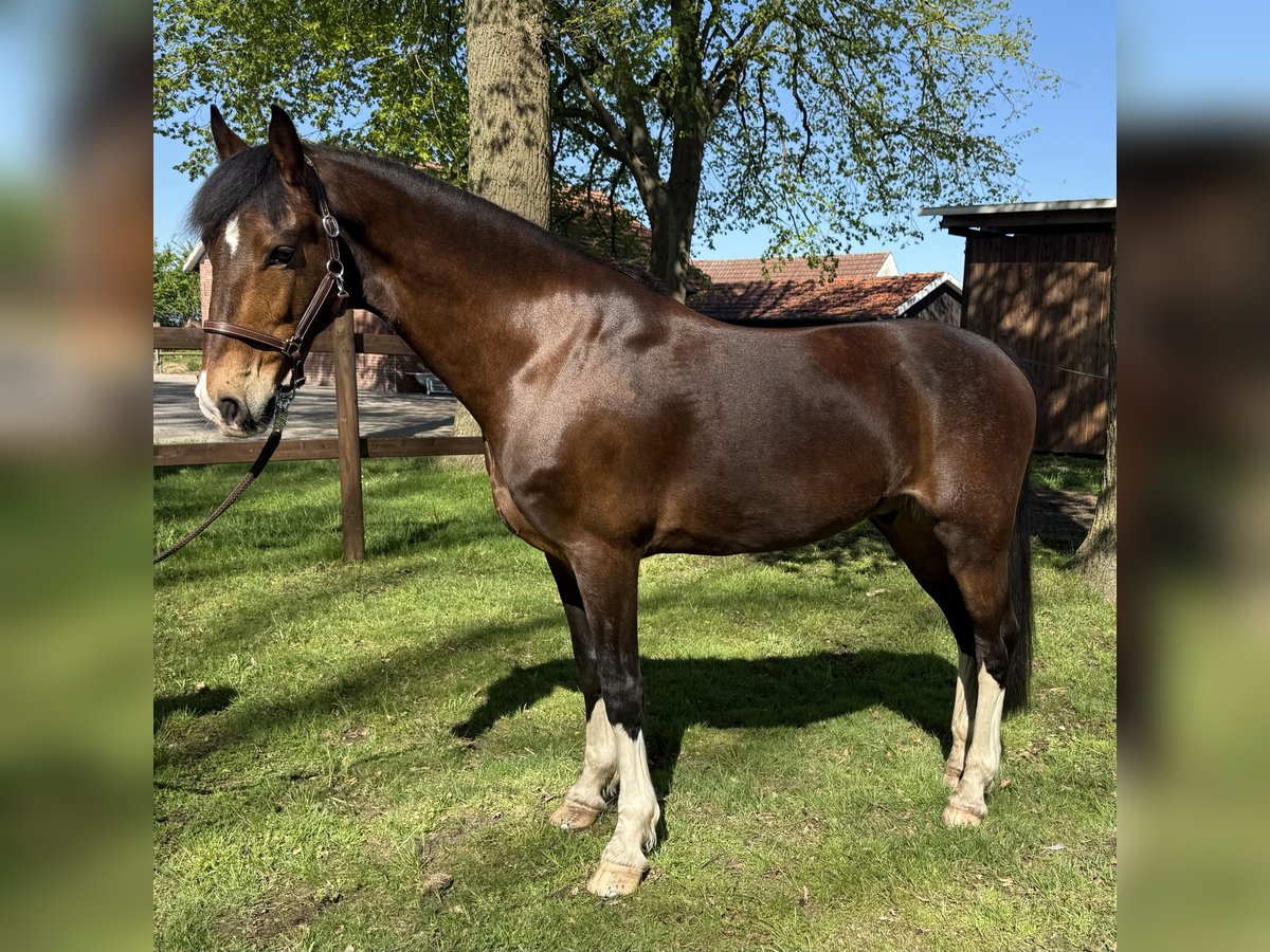 KWPN Wallach 9 Jahre 161 cm Brauner in Petershagen