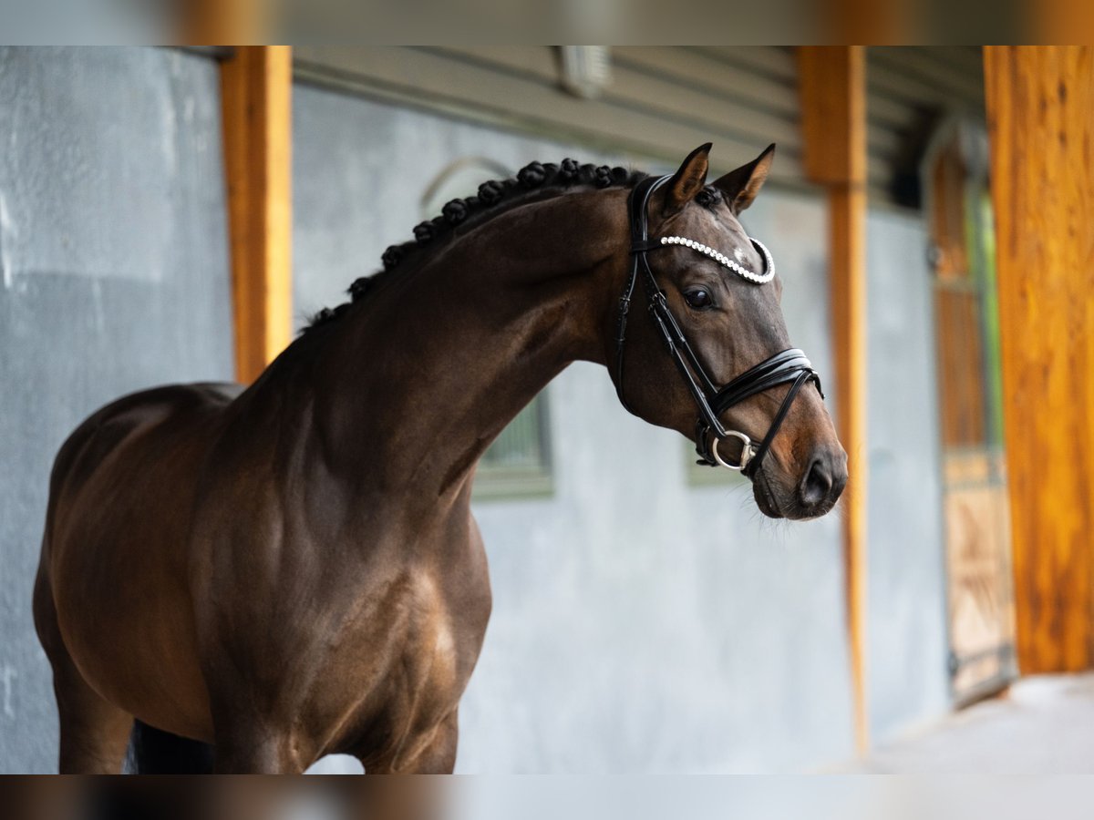 KWPN Wallach 9 Jahre 164 cm Dunkelbrauner in Mol