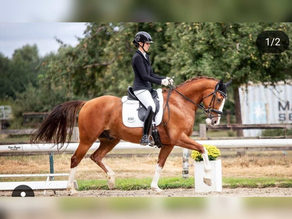 KWPN Wallach 9 Jahre 167 cm Fuchs in Marl