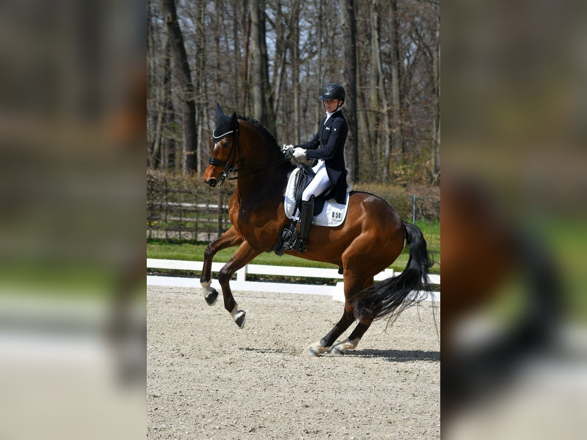 KWPN Wallach 9 Jahre 168 cm Rappe in Wijdewormer