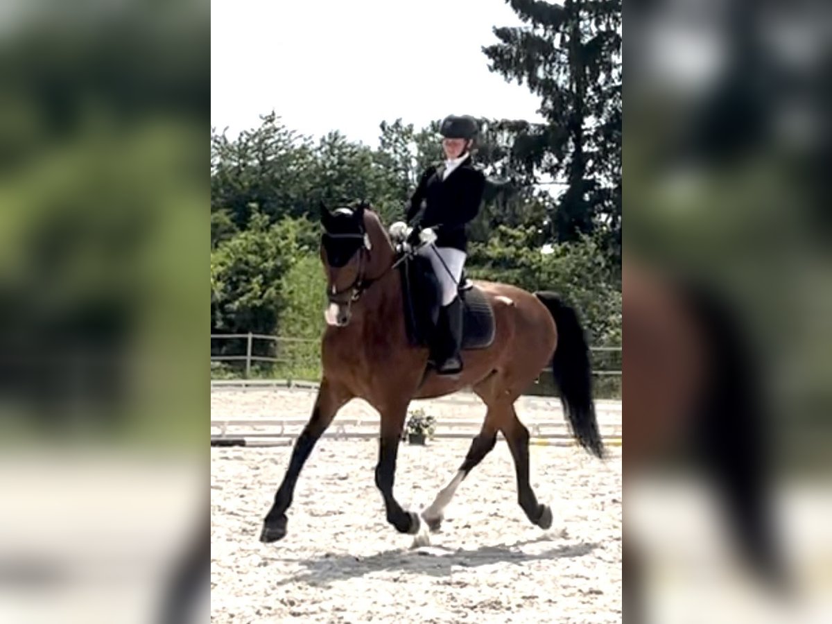 KWPN Wallach 9 Jahre 168 cm Rotbrauner in Prague