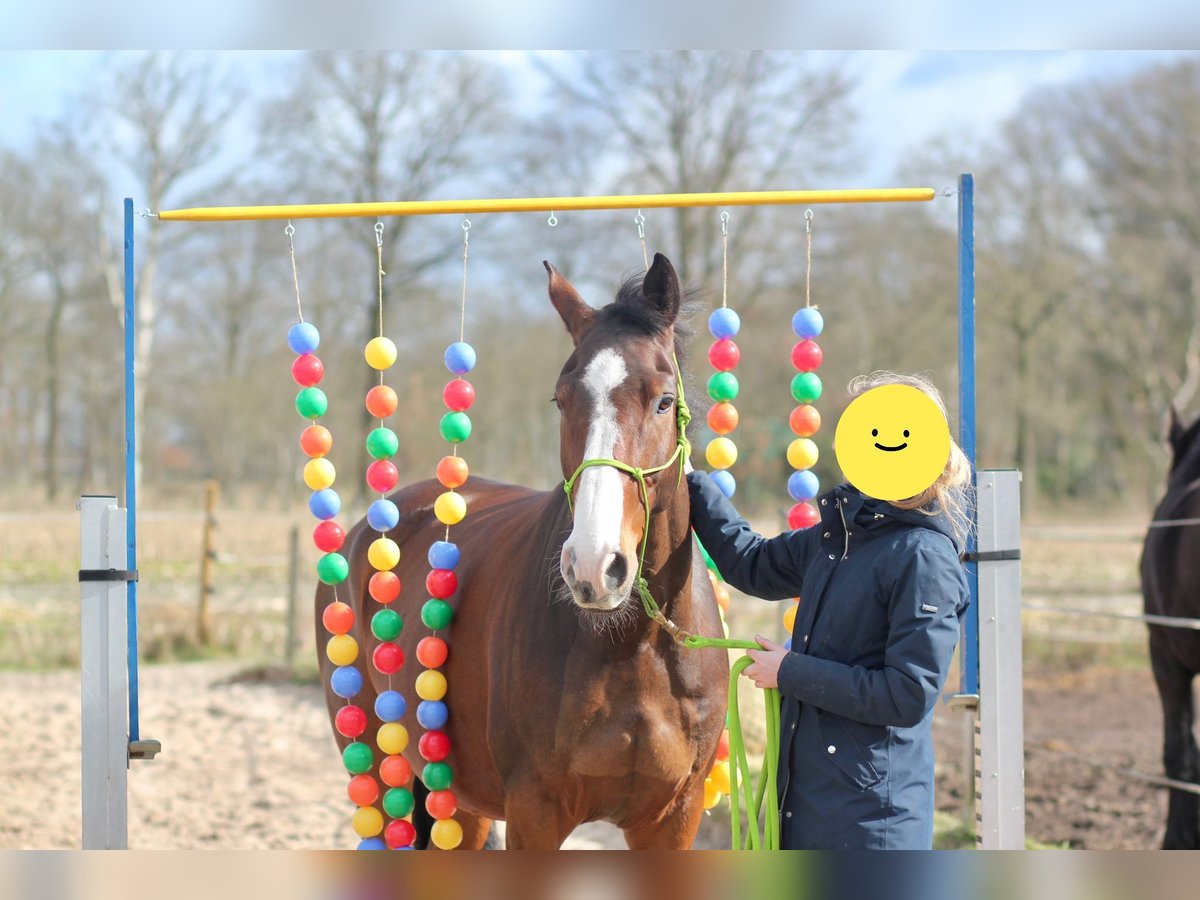KWPN Wallach 9 Jahre 170 cm Brauner in Leer (Ostfriesland)