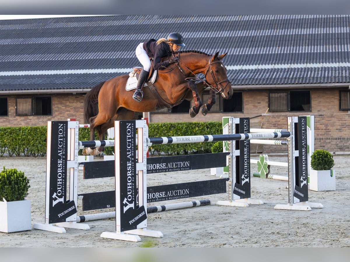 KWPN Wallach 9 Jahre 170 cm Brauner in Waddinxveen