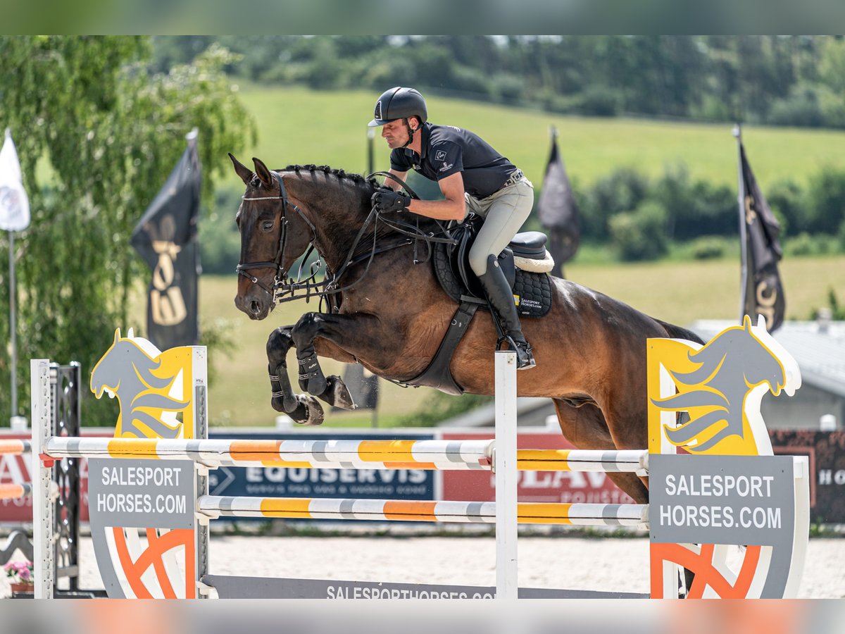 KWPN Wallach 9 Jahre 172 cm Rotbrauner in zduchovice