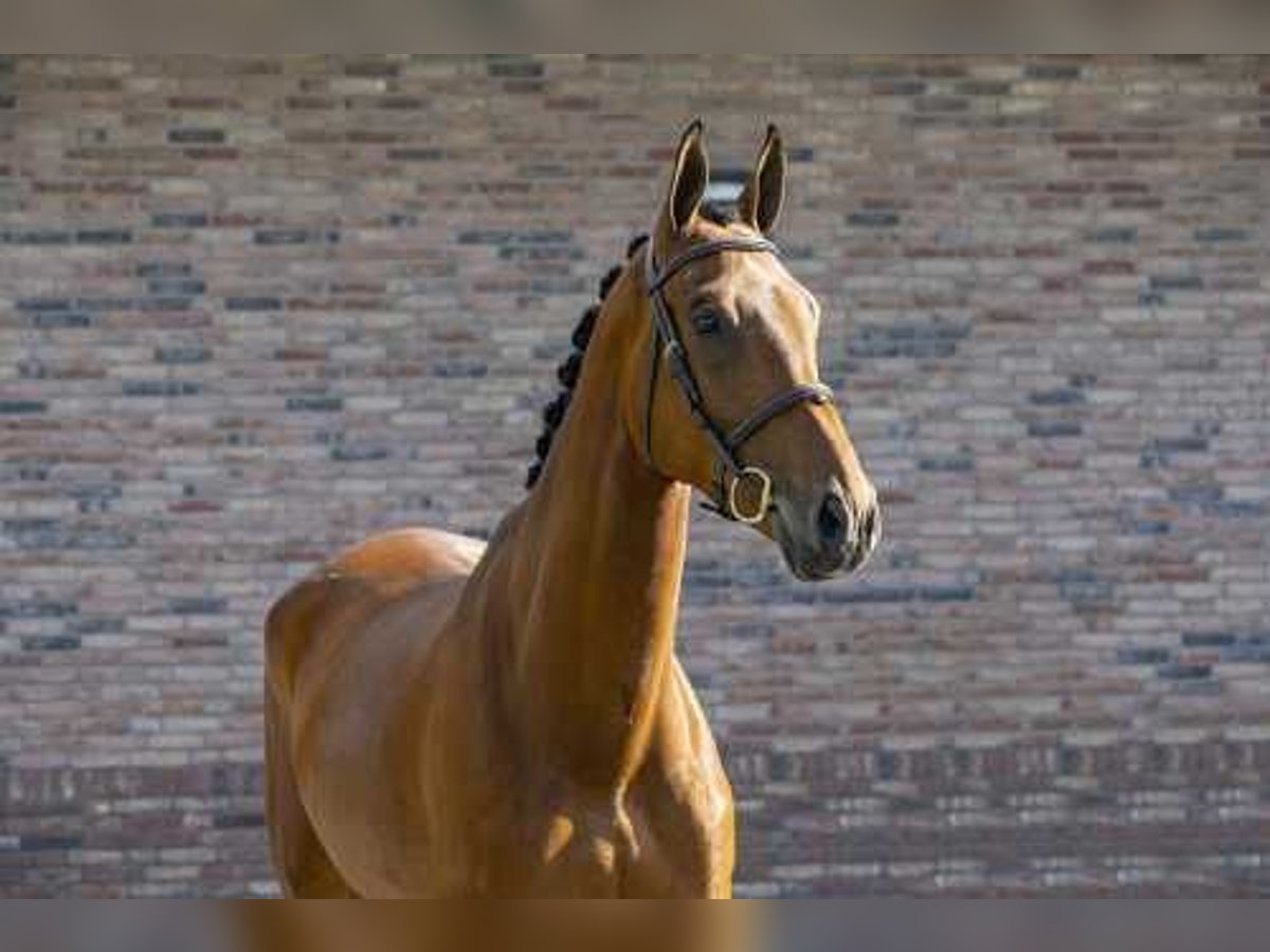 KWPN Wallach 9 Jahre 173 cm Brauner in Gelsenkirchen