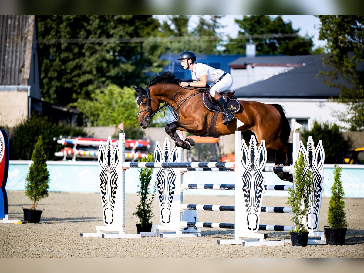 KWPN Wallach 9 Jahre 173 cm Brauner in Krzykowice