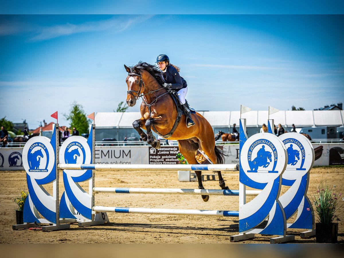 KWPN Wallach 9 Jahre 173 cm Brauner in Krzykowice