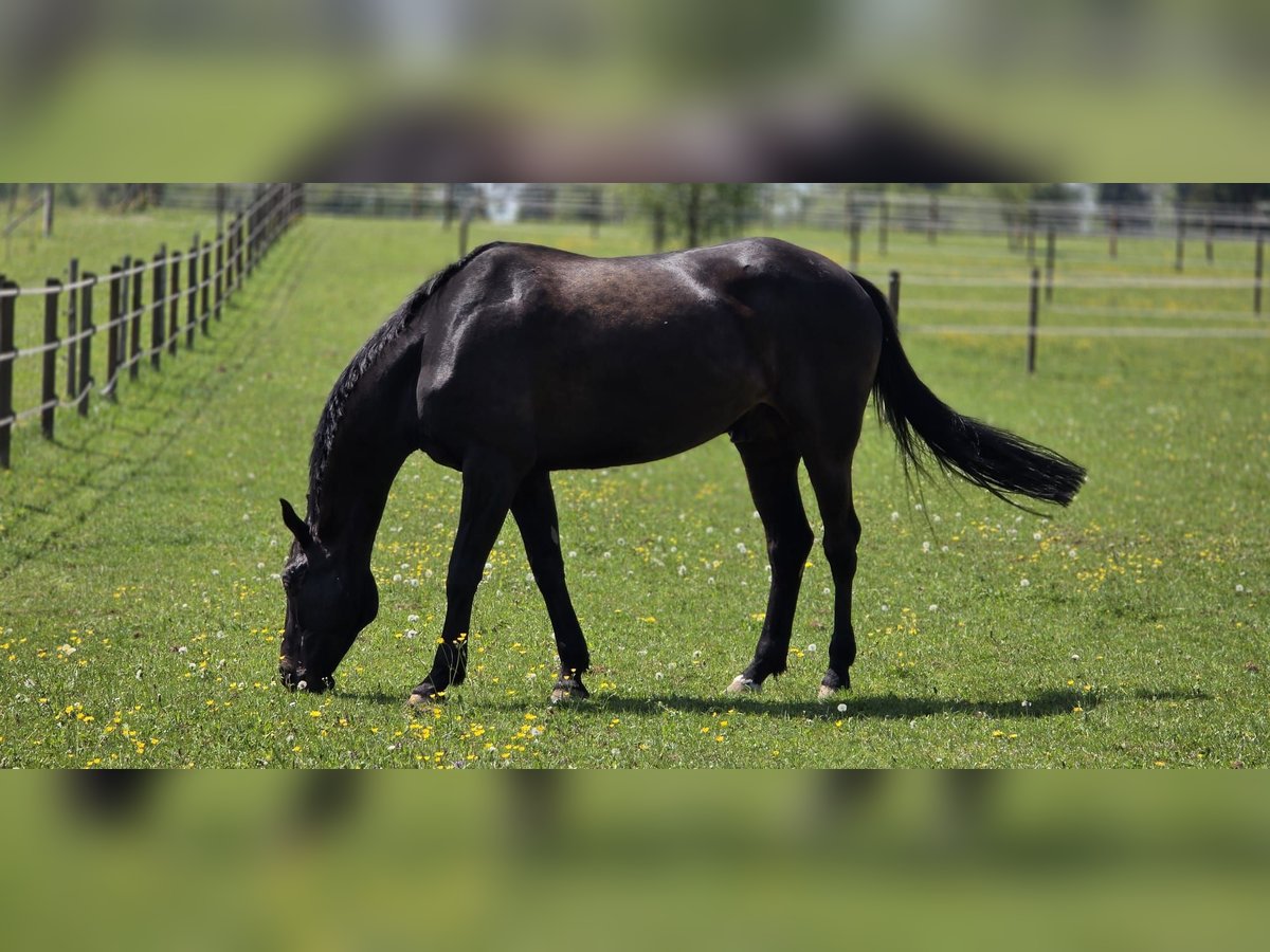 KWPN Wallach 9 Jahre 173 cm Schwarzbrauner in Chevenez