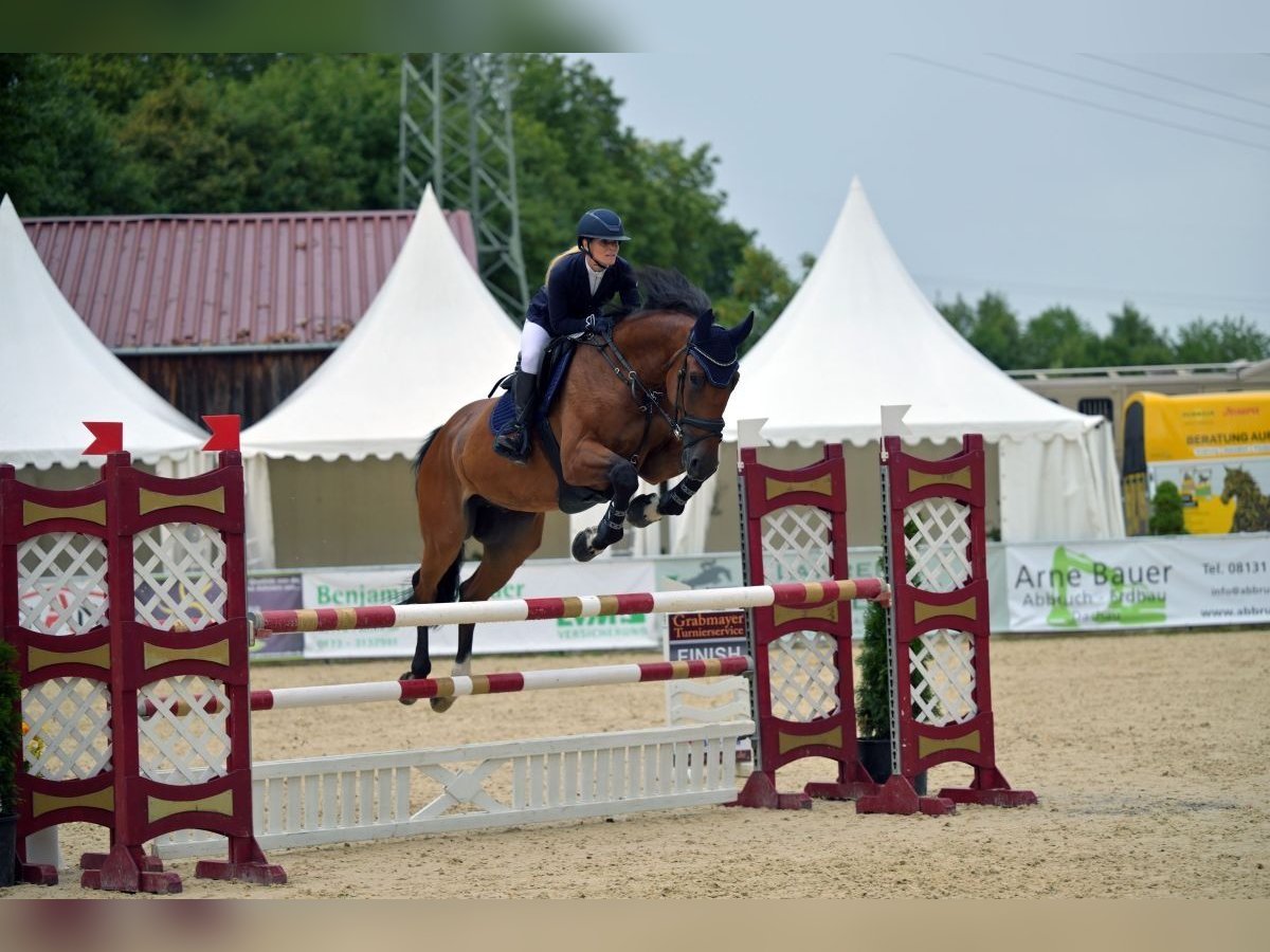 KWPN Wallach 9 Jahre 175 cm Brauner in M&#xFC;nchen