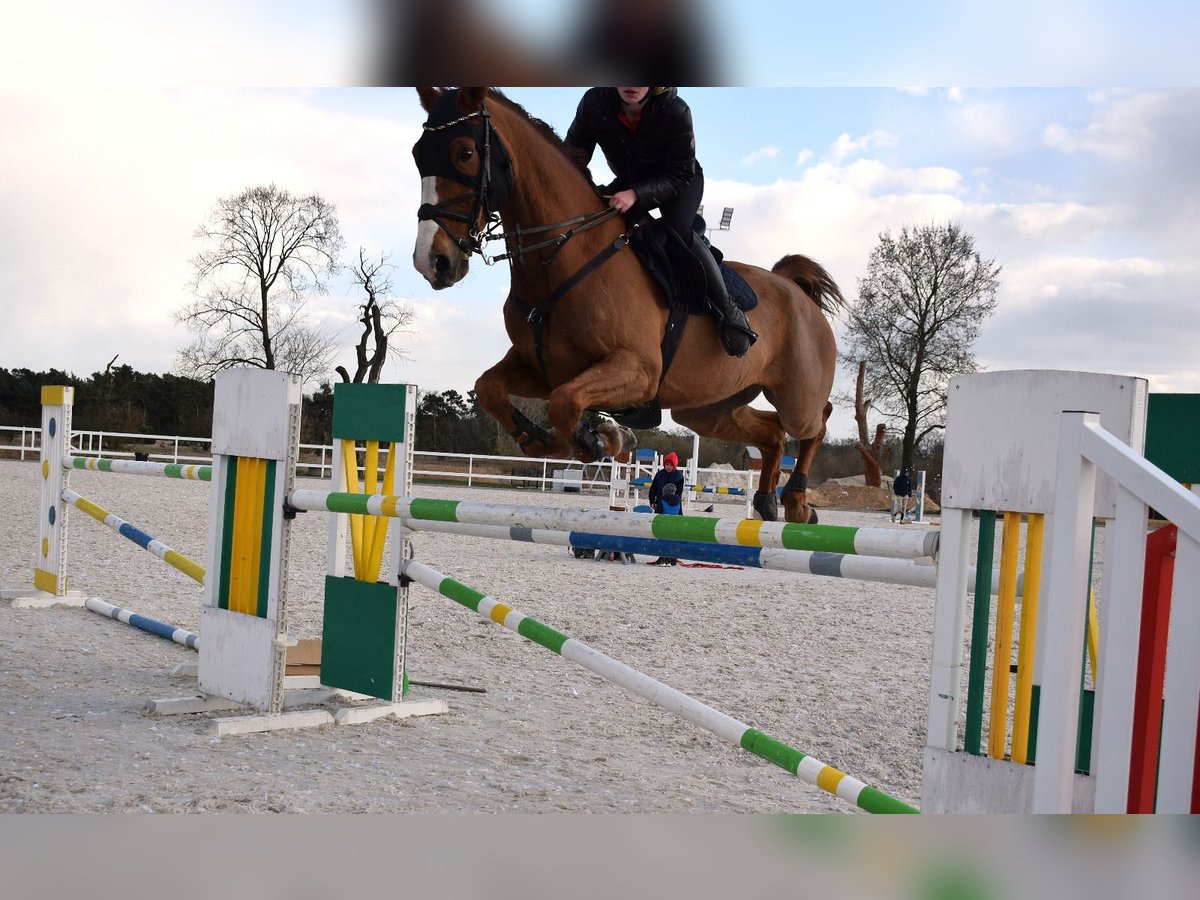 KWPN Wallach 9 Jahre 175 cm Fuchs in Pozna&#x144;