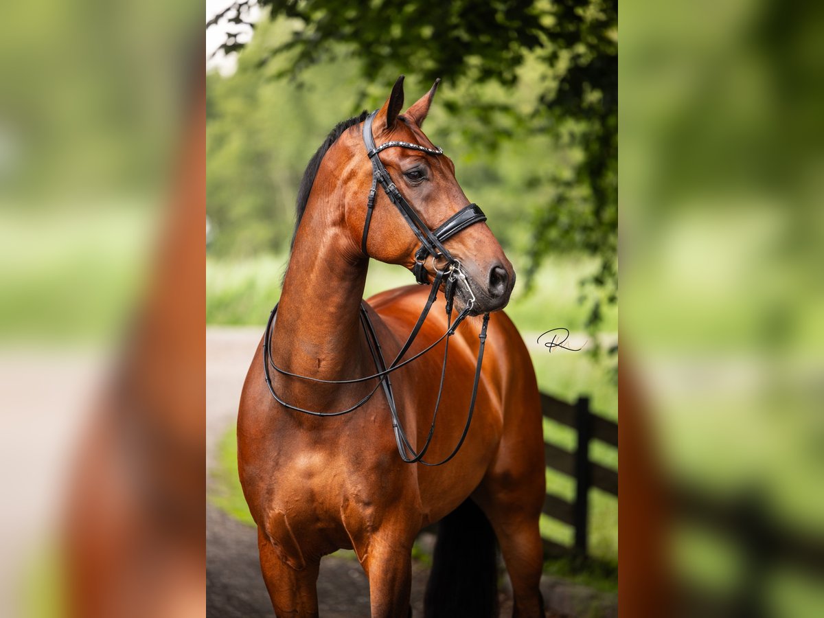 KWPN Wallach 9 Jahre 180 cm Brauner in Tijnje